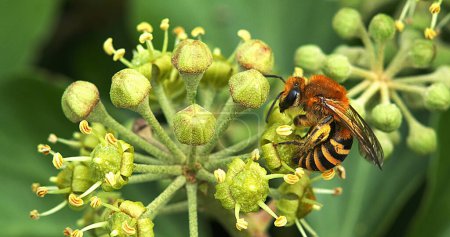 Téléchargez les photos : Abeille à miel européenne, apis mellifera, pollen adulte récolté sur la fleur de lierre, hedera helix, Normandie - en image libre de droit