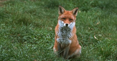 Photo for Red Fox, vulpes vulpes, Adult standing on Grass, Normandy - Royalty Free Image