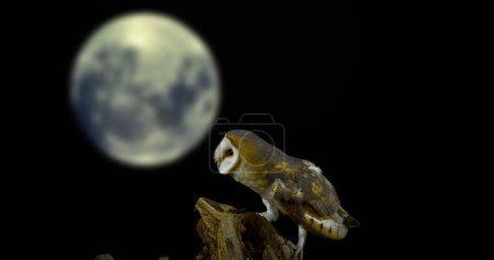 Foto de Barn Búho, tyto alba, Adulto mirando a la Luna, Normandía - Imagen libre de derechos