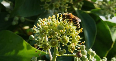 Téléchargez les photos : Abeille à miel européenne, apis mellifera, pollen adulte récolté sur la fleur de lierre, hedera helix, Normandie - en image libre de droit