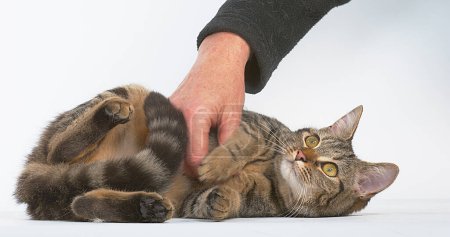 Téléchargez les photos : Femme caressant un chat domestique brun tabby sur fond blanc - en image libre de droit