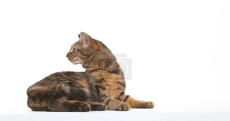 Photo for Brown Tabby Domestic Cat on White Background - Royalty Free Image