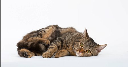 Photo for Brown Tabby Domestic Cat on White Background - Royalty Free Image