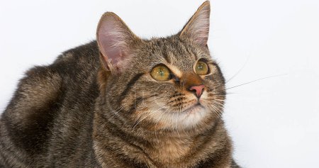 Téléchargez les photos : Chat domestique brun tabby, femelle sur fond blanc - en image libre de droit