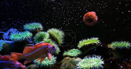 Téléchargez les photos : Sébaste canari, sebastes pinniger, Aquarium d'eau de mer - en image libre de droit