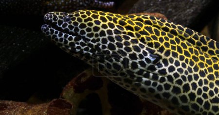 Photo for Laced Moray, gymnothorax tessellata, Laced Moray, gymnothorax tessellata - Royalty Free Image