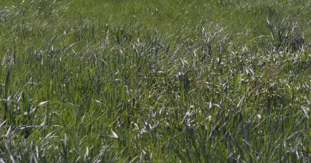 Téléchargez les photos : Herbe longue dans le vent, Normandie en France - en image libre de droit