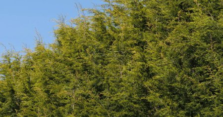 Photo for Leyland Cypress, cuprocyparis leylandii, Normandy - Royalty Free Image