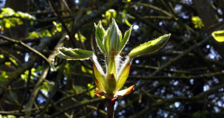 Photo for Bud of Chestnut Tree, aesculus hippocastanum, Normandy - Royalty Free Image