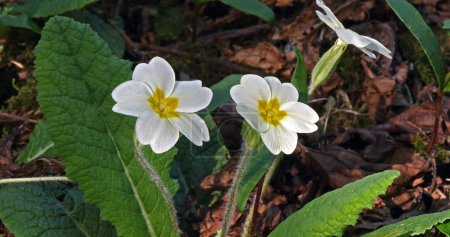 Photo for Primrose, primula vulgaris, Flowers in Normandy - Royalty Free Image