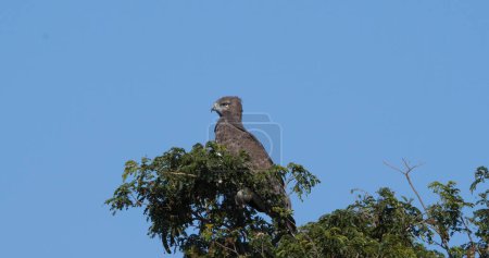 Téléchargez les photos : Aigle martial, polemaetus bellicosus, Adulte perché au sommet de l'arbre, Parc Masai Mara au Kenya - en image libre de droit