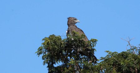 Photo for Martial Eagle, polemaetus bellicosus, Adult perched on the top of Tree, Masai Mara Park in Kenya - Royalty Free Image