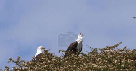 Téléchargez les photos : Aigle-poisson africain, haliaeetus vocifer, Paire chantant au sommet de l'arbre, lac Naivasha au Kenya - en image libre de droit