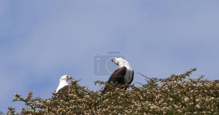 Foto de Águila pescadora africana, haliaeetus vocifer, Pareja cantando en la parte superior del árbol, Lago Naivasha en Kenia - Imagen libre de derechos