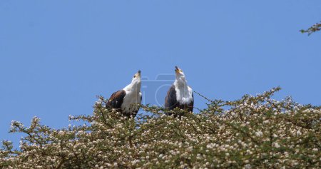 Téléchargez les photos : Aigle-poisson africain, haliaeetus vocifer, Paire chantant au sommet de l'arbre, lac Naivasha au Kenya - en image libre de droit