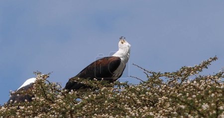 Foto de Águila pescadora africana, haliaeetus vocifer, Pareja cantando en la parte superior del árbol, Lago Naivasha en Kenia - Imagen libre de derechos