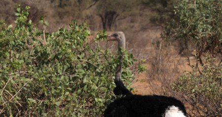 Téléchargez les photos : Autruche somalienne, Struthio camelus molybdophanes, Homme mangeant le Bush, Samburu Park au Kenya - en image libre de droit
