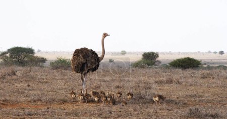 Téléchargez les photos : Autruche, struthio camelus, femelle et poussins marchant à travers Savannah, parc national de Nairobi au Kenya - en image libre de droit