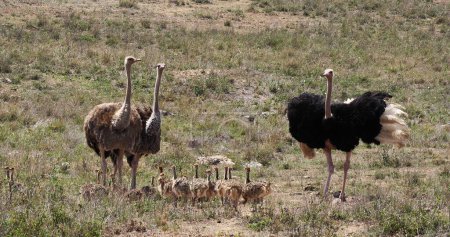 Téléchargez les photos : Autruche, struthio camelus, mâle, femelle et poussins marchant à travers Savannah, parc national de Nairobi au Kenya - en image libre de droit