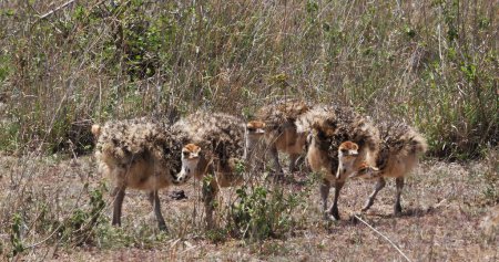 Téléchargez les photos : Autruche, struthio camelus, poussins marchant à travers Savannah, parc national de Nairobi au Kenya - en image libre de droit