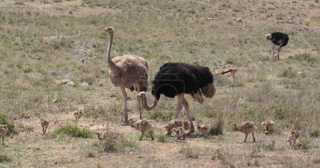 Téléchargez les photos : Autruche, struthio camelus, mâle, femelle et poussins marchant à travers Savannah, parc national de Nairobi au Kenya - en image libre de droit