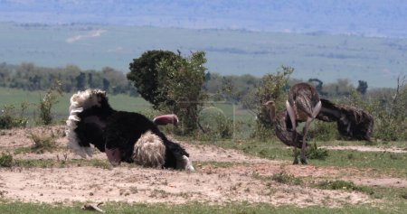 Foto de Avestruz, Struthio camelus, macho y hembra, cortejo mostrando antes de aparearse, Masai Mara Park en Kenia - Imagen libre de derechos