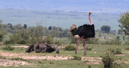 Photo for Ostrich, Struthio camelus, Male and Female,Courtship displaying before Mating, Masai Mara Park in Kenya - Royalty Free Image