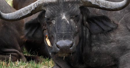Téléchargez les photos : Buffalo africain, caffer syncerus, adulte à bec jaune Oxpecker, buphagus africanus, Masai Mara Park au Kenya - en image libre de droit