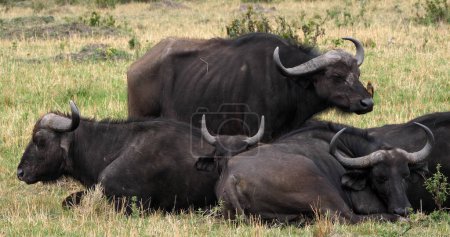 Photo for African Buffalo, syncerus caffer, Group resting, Masai Mara Park in Kenya - Royalty Free Image