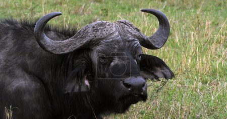 Téléchargez les photos : Buffalo d'Afrique, syncerus caffer, Adulte qui rumine, Masai Mara Park au Kenya - en image libre de droit