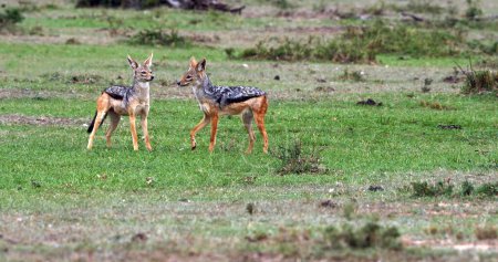 Téléchargez les photos : Chacal à dos noir, canis mesomelas, adulte debout sur le sentier, parc Masai Mara au Kenya - en image libre de droit
