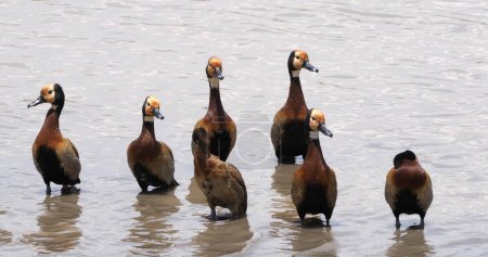 Photo for White Faced Whistling Duck, endrocygna viduata, Group standing in Water, Masai Mara Park in Kenya - Royalty Free Image