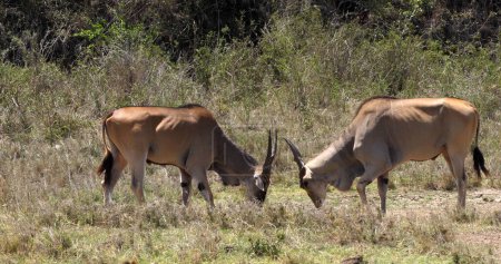 Foto de Cabo Eland, taurotragus oryx, Combate de machos, Parque Nairobi en Kenia, Parque Masai Mara en Kenia - Imagen libre de derechos