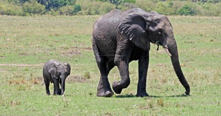 Foto de Elefante africano, loxodonta africana, Madre y ternera, Masai Mara Park en Kenia - Imagen libre de derechos