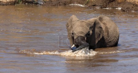 Téléchargez les photos : Eléphant d'Afrique, loxodonta africana, Eau potable pour adultes à River, Samburu Park au Kenya - en image libre de droit