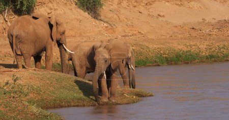 Foto de Elefante africano, loxodonta africana, Cruce de grupo río, Parque Samburu en Kenia - Imagen libre de derechos