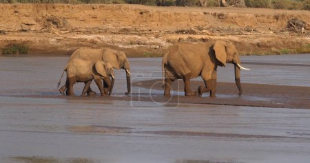 Photo for African Elephant, loxodonta africana, Group crossing River, Samburu Park in Kenya - Royalty Free Image