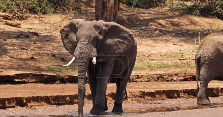 Foto de Elefante africano, loxodonta africana, cruzando el río, Samburu Park en Kenia - Imagen libre de derechos