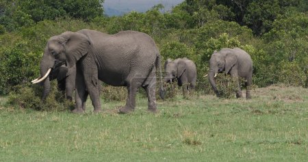 Téléchargez les photos : Eléphant d'Afrique, loxodonta africana, Groupe dans le Bush, Masai Mara Park au Kenya - en image libre de droit
