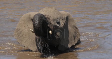 Photo for African Elephant, loxodonta africana, Adult drinking Water at River, Samburu Park in Kenya - Royalty Free Image