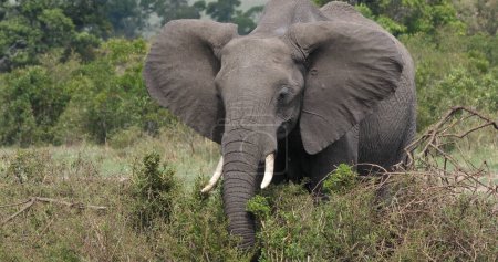 Téléchargez les photos : Eléphant d'Afrique, loxodonta africana, Adulte dans le Bush, Masai Mara Park au Kenya - en image libre de droit
