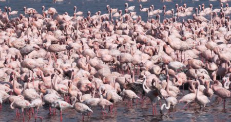 Photo for Lesser Flamingo, phoenicopterus minor, Colony at Bogoria Lake in Kenya - Royalty Free Image