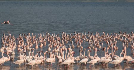 Photo for Lesser Flamingo, phoenicopterus minor, Colony at Bogoria Lake in Kenya - Royalty Free Image