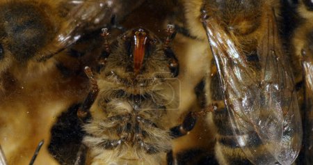 Téléchargez les photos : Abeille à miel européenne, apis mellifera, abeille sur le cadre : nous voyons les tampons adhésifs et les trompes de dessous, Ruche d'abeille en Normandie - en image libre de droit