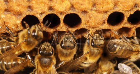 Téléchargez les photos : Abeille à miel européenne, apis mellifera, Abeilles noires sur Alveolus, Ruche d'abeilles en Normandie - en image libre de droit