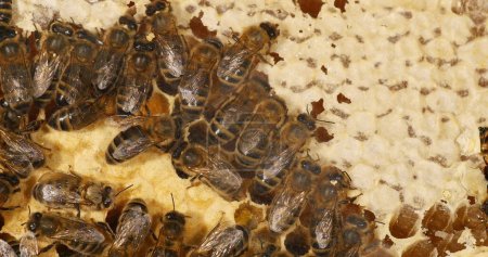 Téléchargez les photos : Abeille à miel européenne, apis mellifera, abeilles qui déplacent le miel pour faire place à la couvée, Ruche d'abeilles en Normandie - en image libre de droit