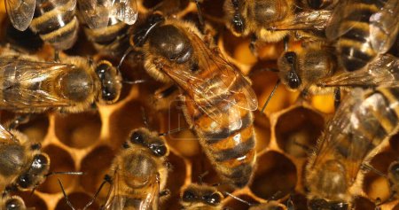 Foto de Abeja mielera europea, apis mellifera, reina en el medio, colmena de abejas en Normandía - Imagen libre de derechos