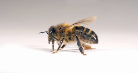 Europäische Honigbiene, apis mellifera, Schwarze Biene vor weißem Hintergrund, Normandie