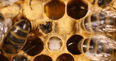 Téléchargez les photos : Abeille à miel européenne, apis mellifera, l'abeille coupe son opercule avant l'émergence,, Abeille ruche en Normandie - en image libre de droit