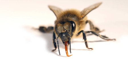 Photo for European Honey Bee, apis mellifera, Black Bee against White Background, Normandy - Royalty Free Image